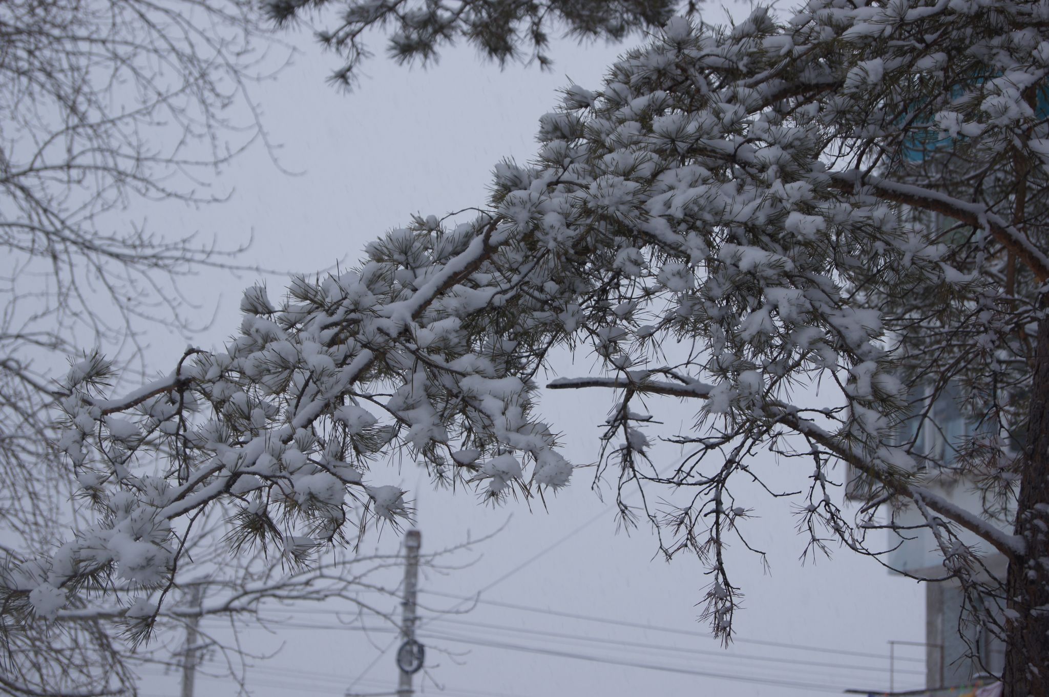 Снег в Амурской области перевыполнил норму в семь раз  
