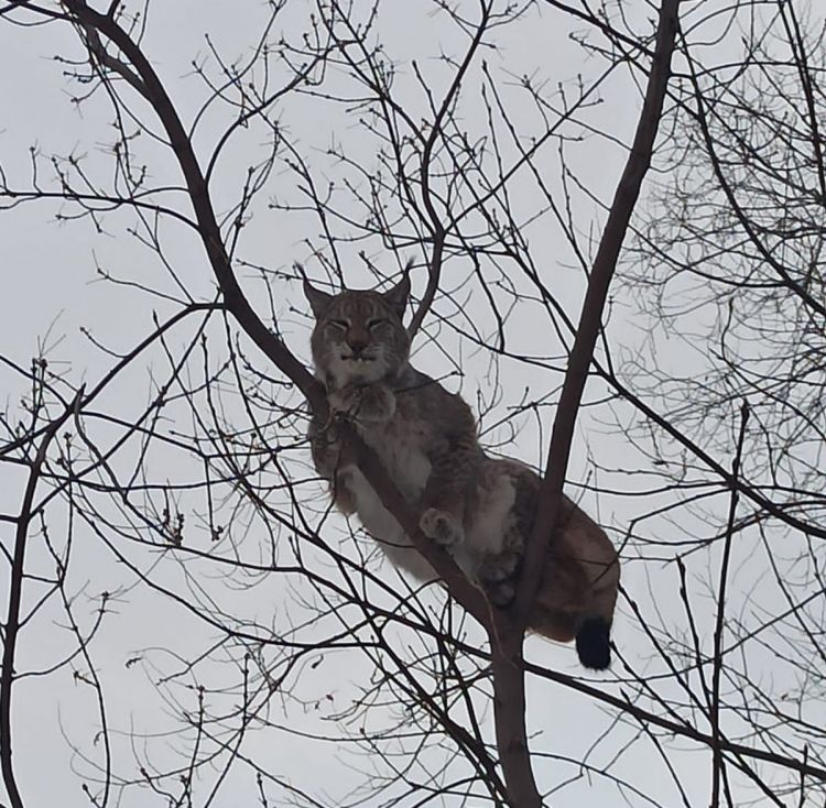 Рысь, обнаруженная в городе Свободный, просидела на дереве пять часов