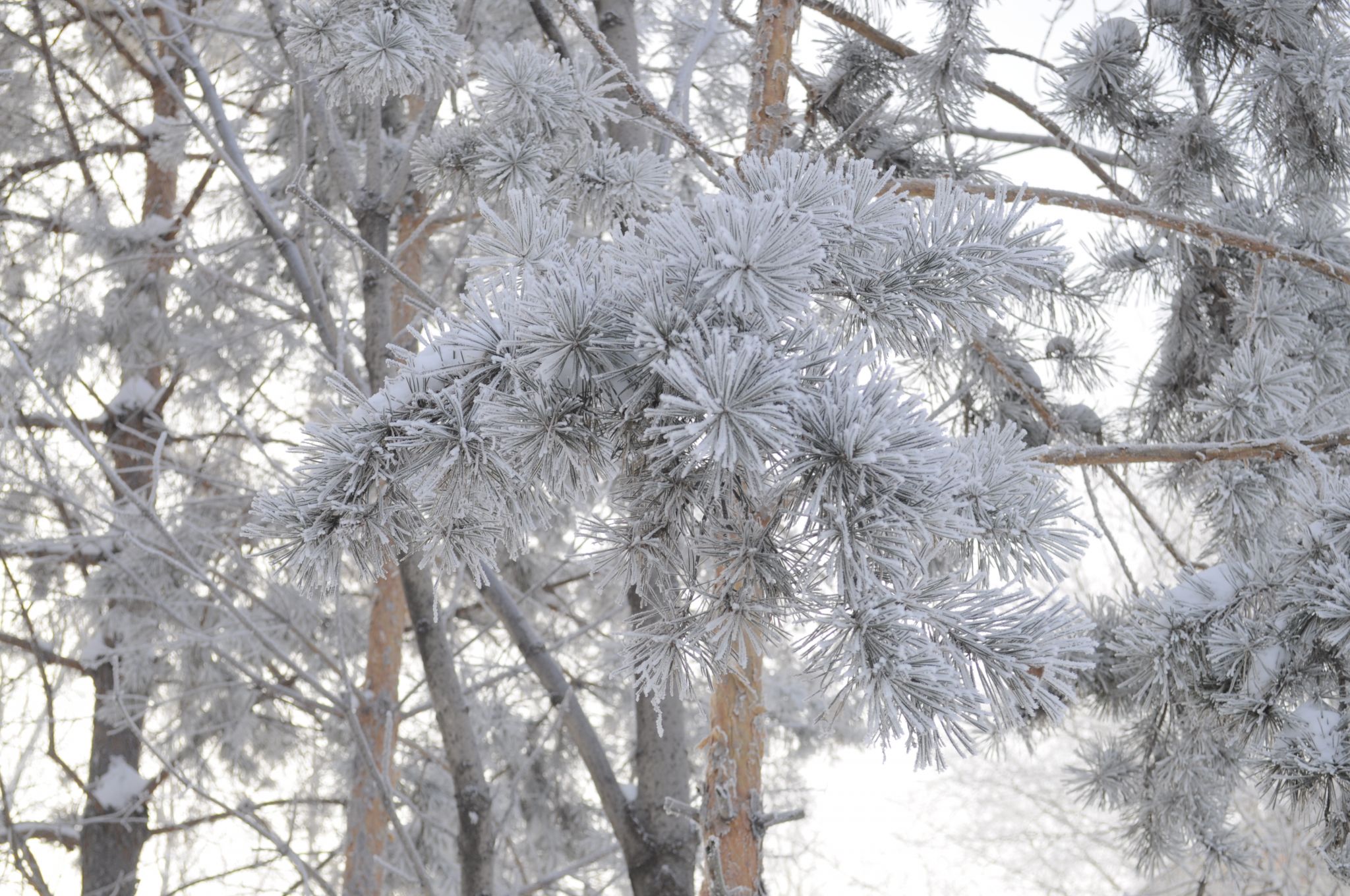 Опасные морозы ожидают жителей некоторых регионов России