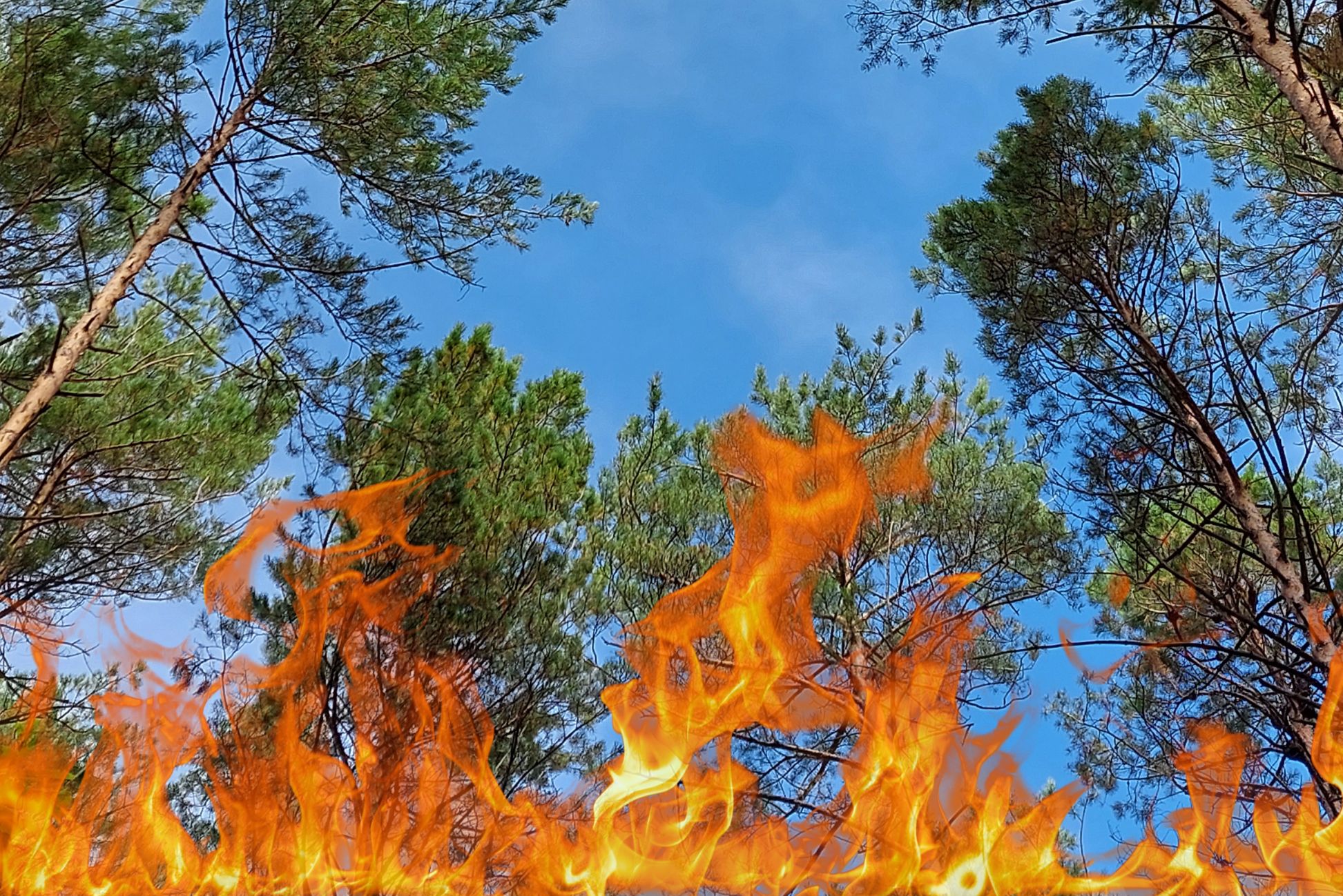 Пожарная опасность лесов Амурской области может повыситься до V класса
