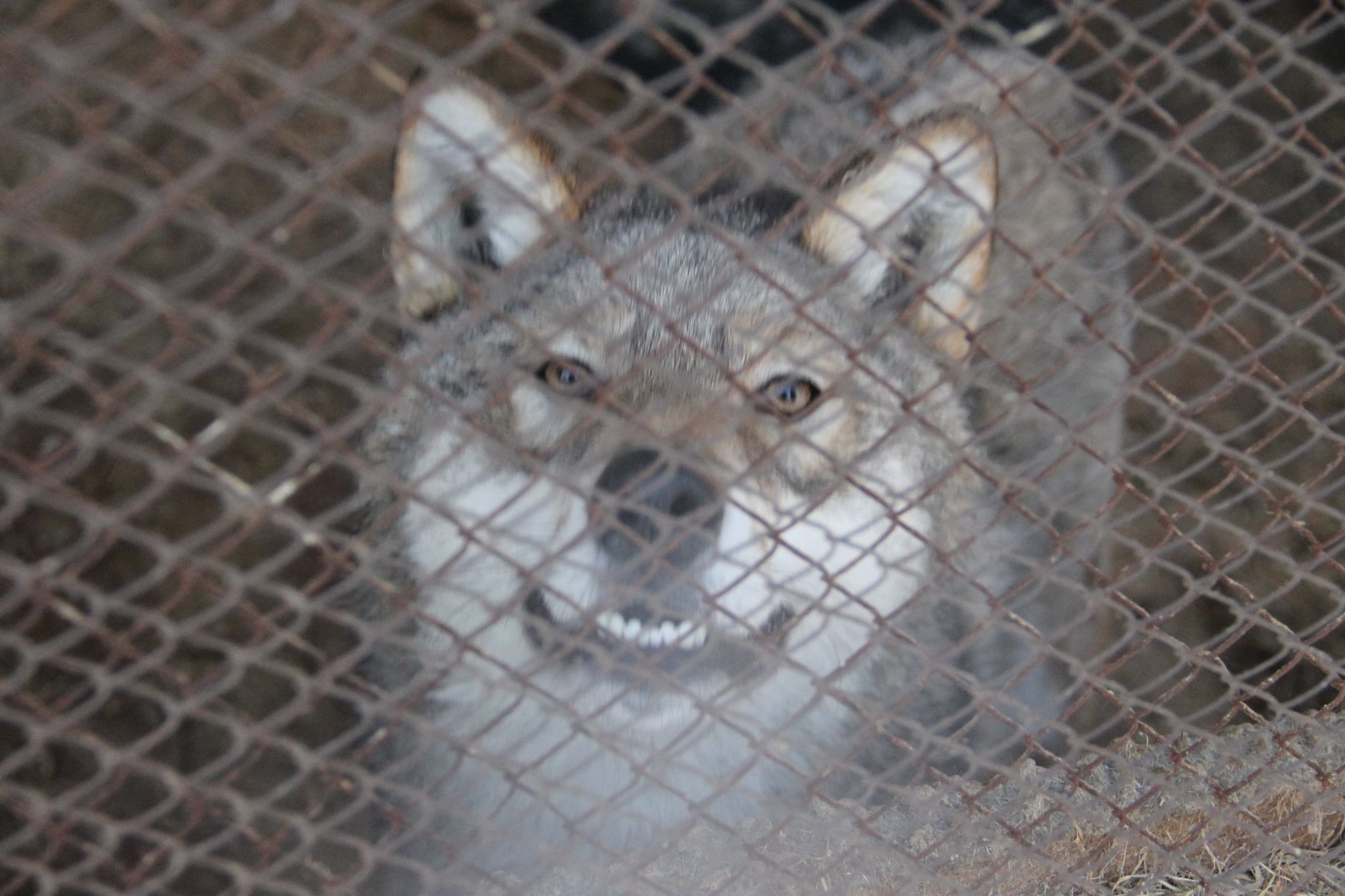 Охотник за убитого в Амурской области волка может получить 7,5 тысяч рублей