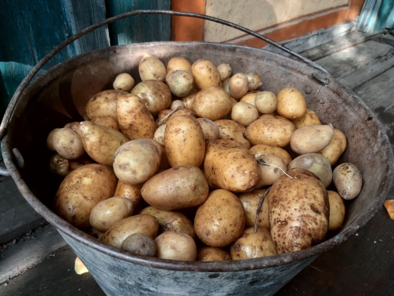 Молодой картофель с отечественных полей заменит поставки Египта