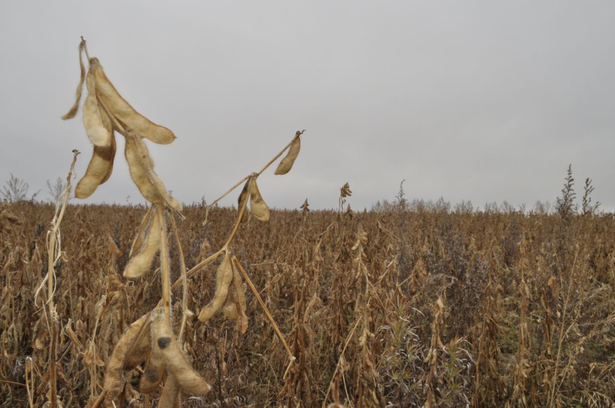 Комплекс по обработке и хранению зерна построит инвестор в Амурской области