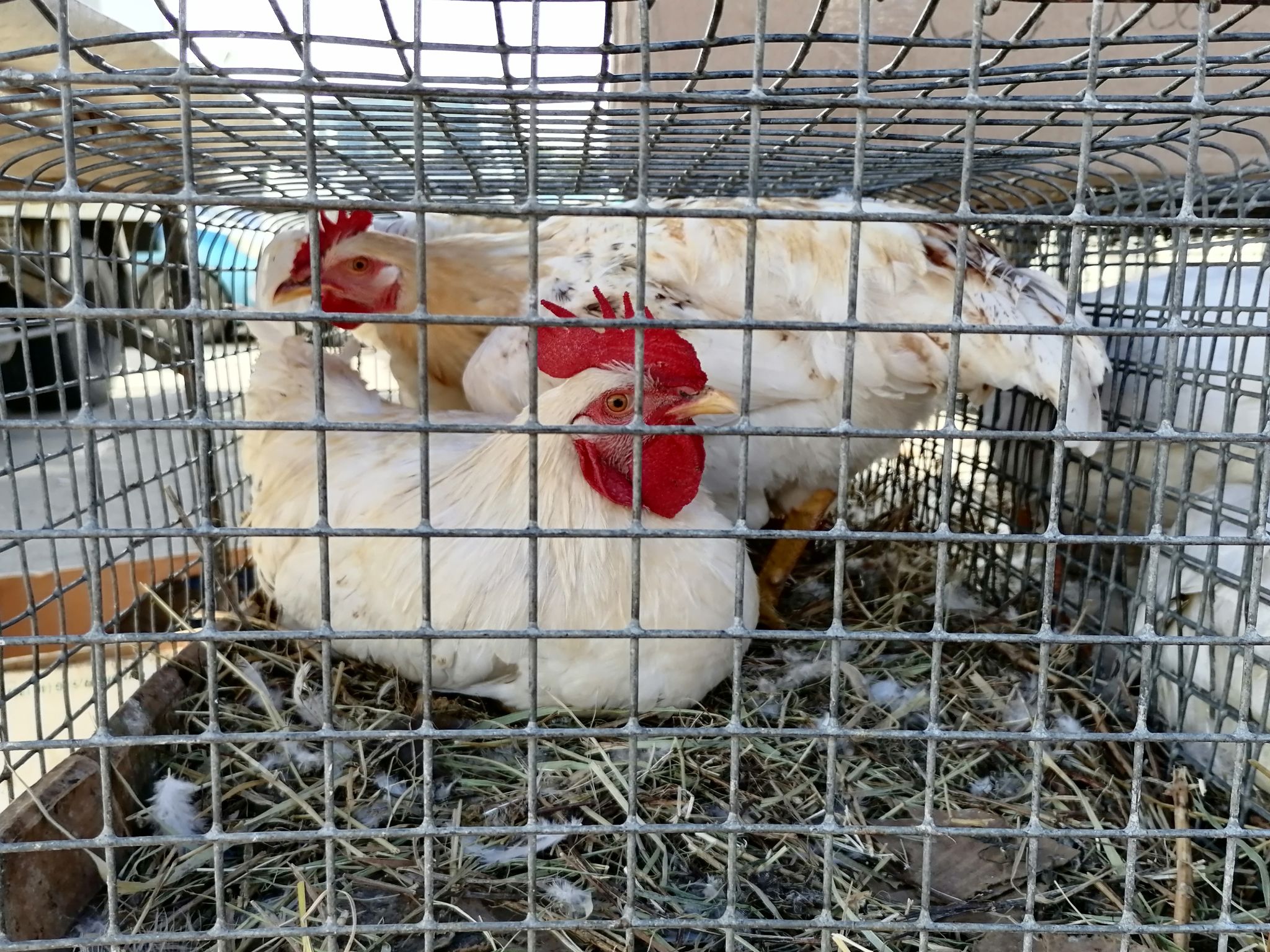 Сотрудники птицефабрики отказались от содержания птицы у себя дома ради безопасности