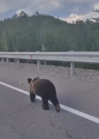 Медвежонок вспомнил ПДД при встрече с экипажем дорожной службы