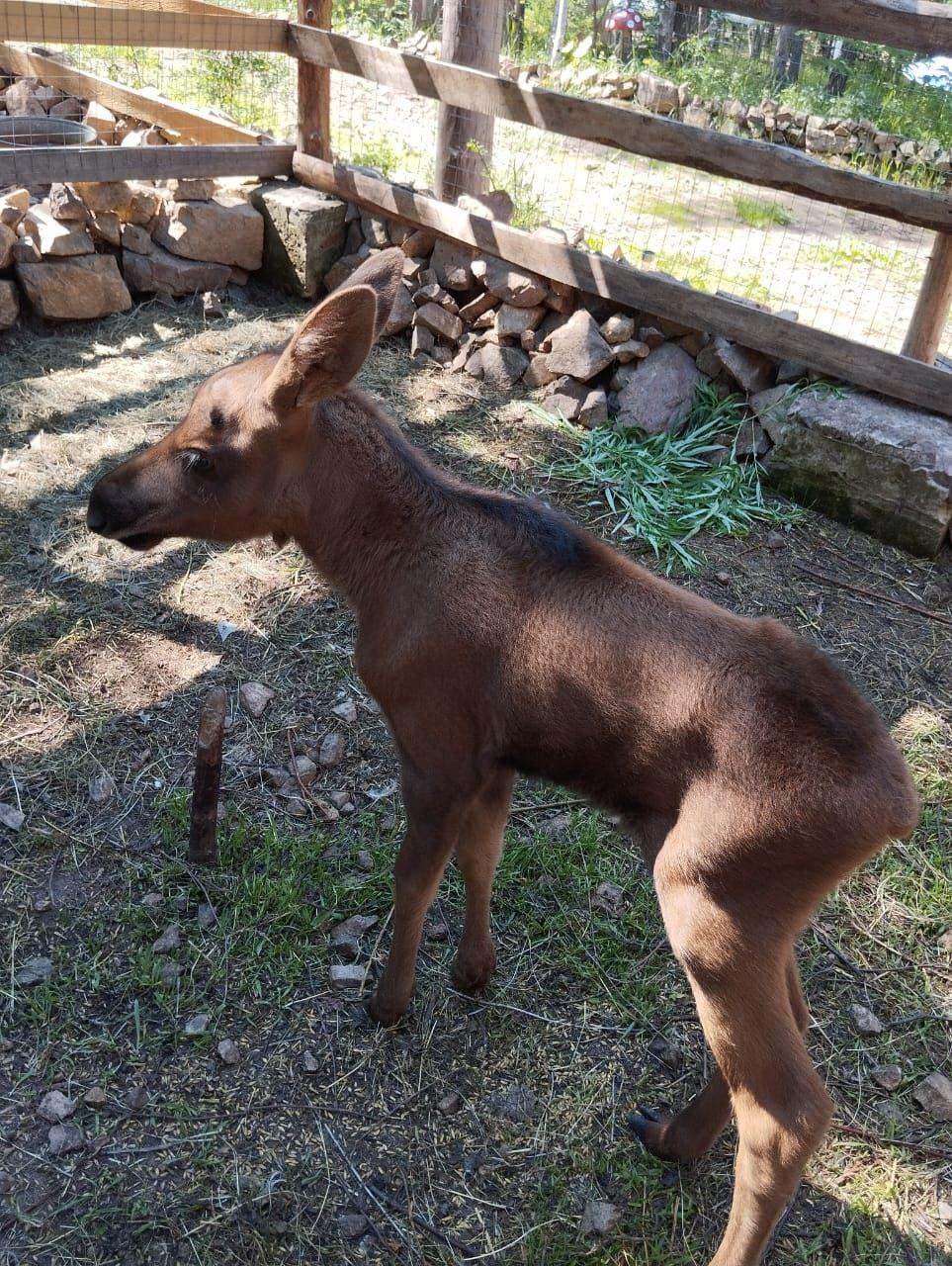 Новорожденного лосенка подбросили в контактный зоопарк Тынды