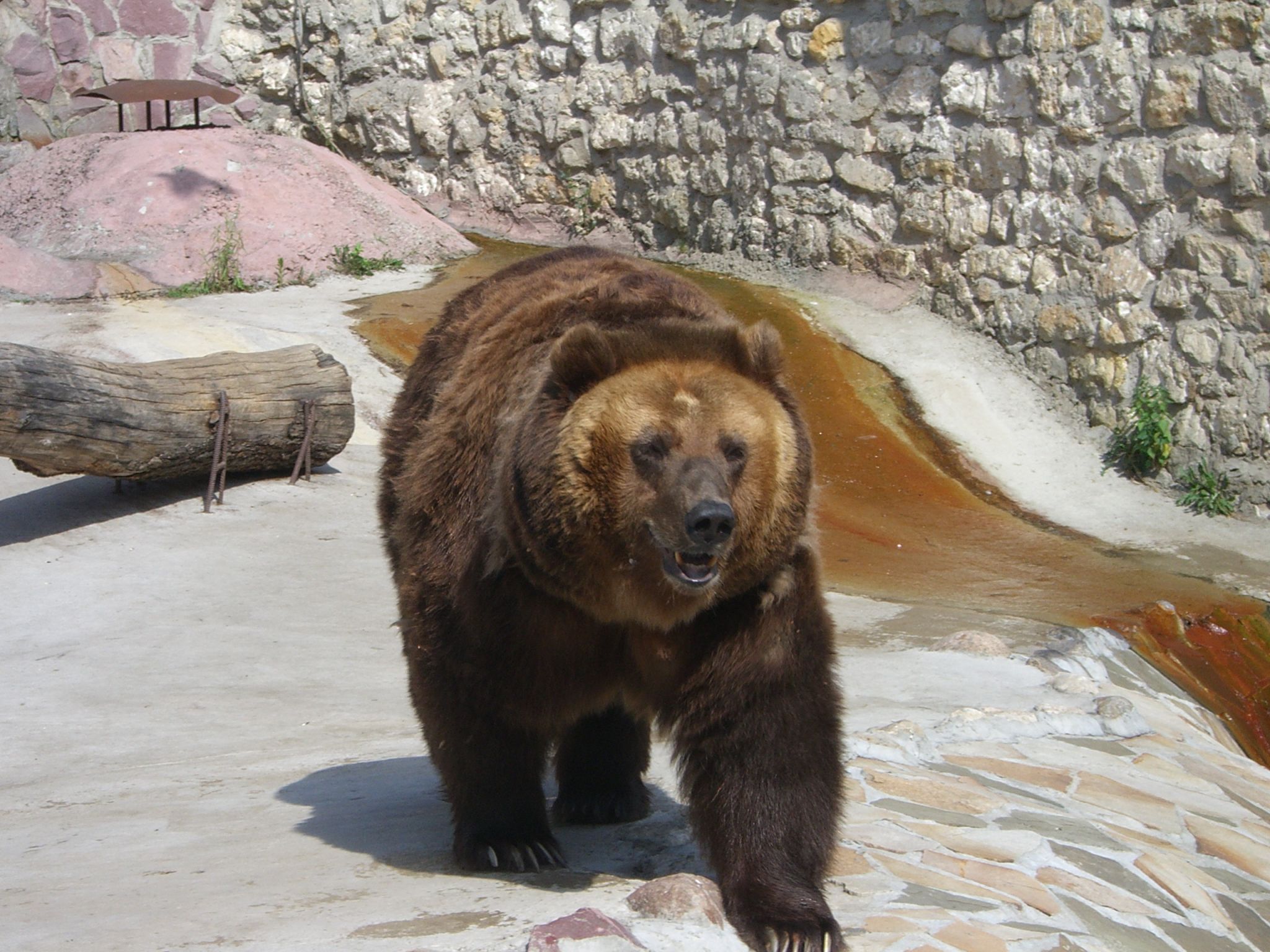 Медведь прогулялся рядом с местом отдыха горожан в Шимановске