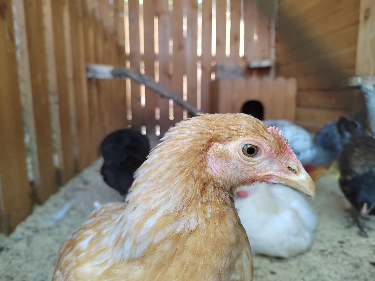Вспышка инфекции произошла на крупной птицефабрике в Амурской области
