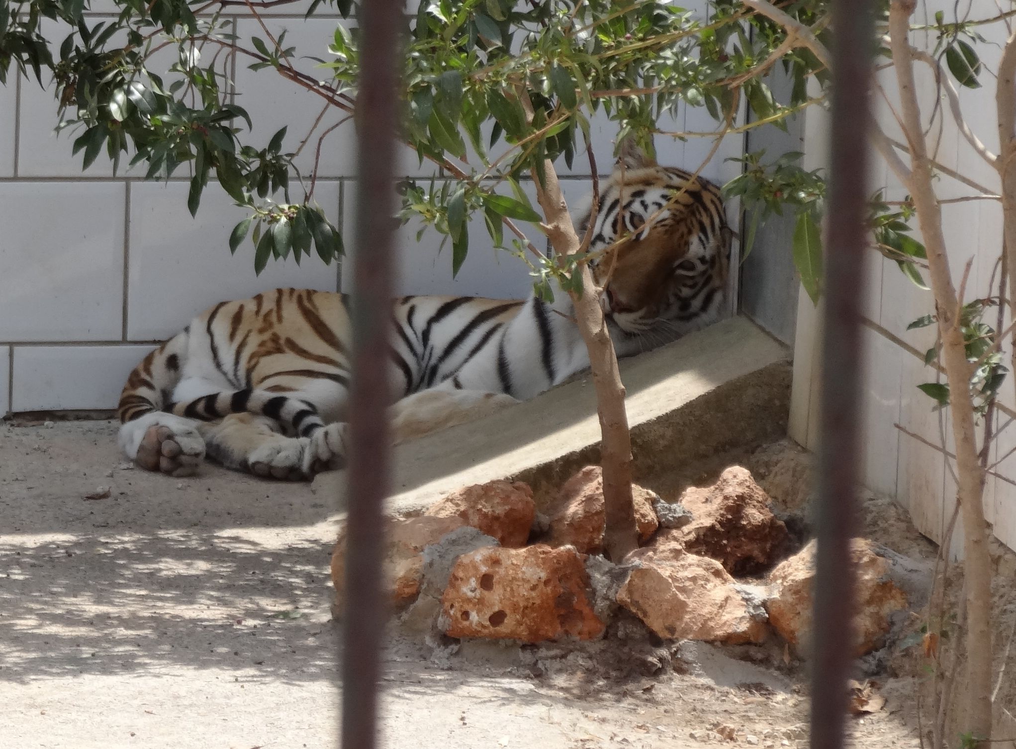 Морда тигра появится на главной телебашне Амурской области