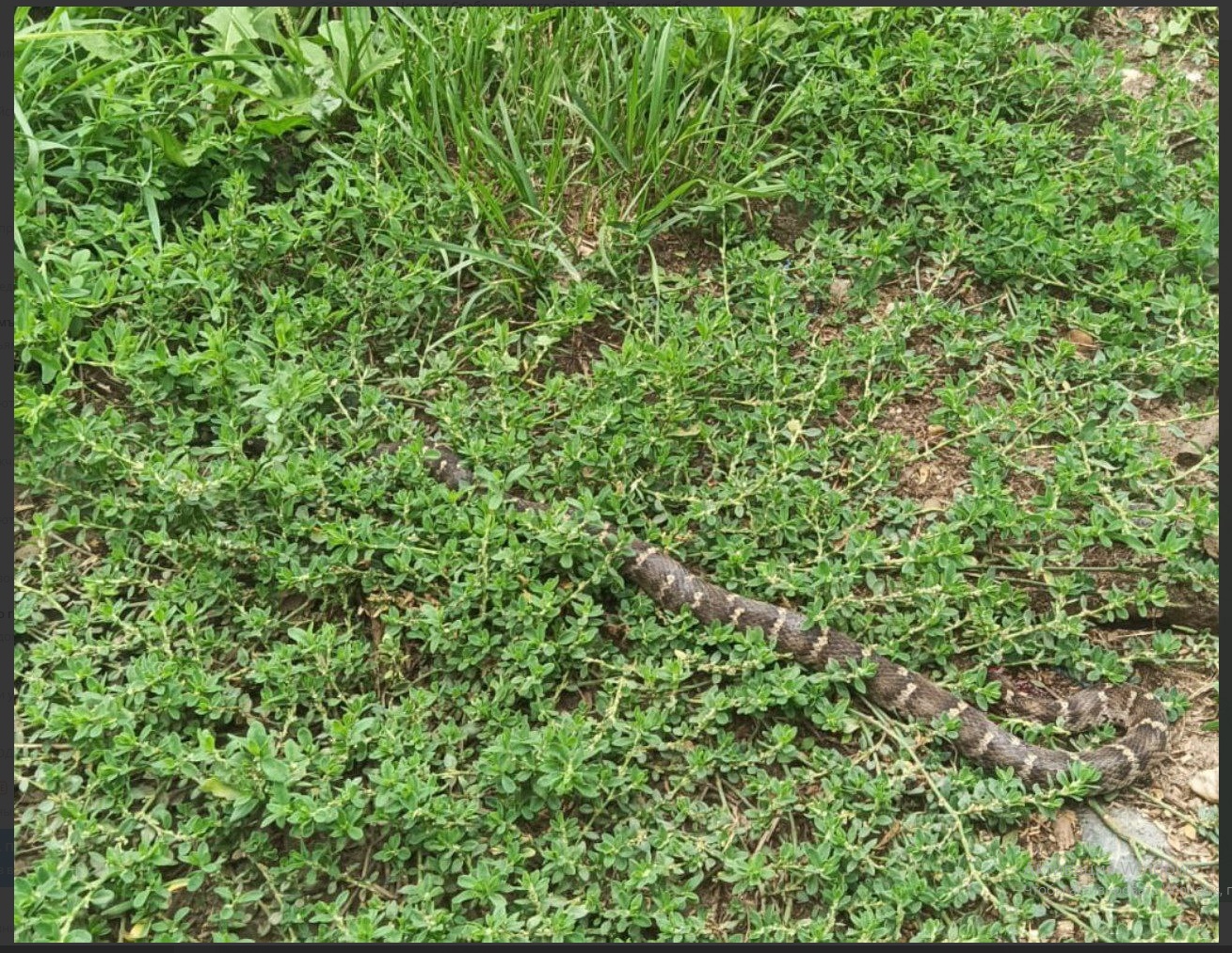 Ядовитая змея приползла в жилой двор в Свободненском районе