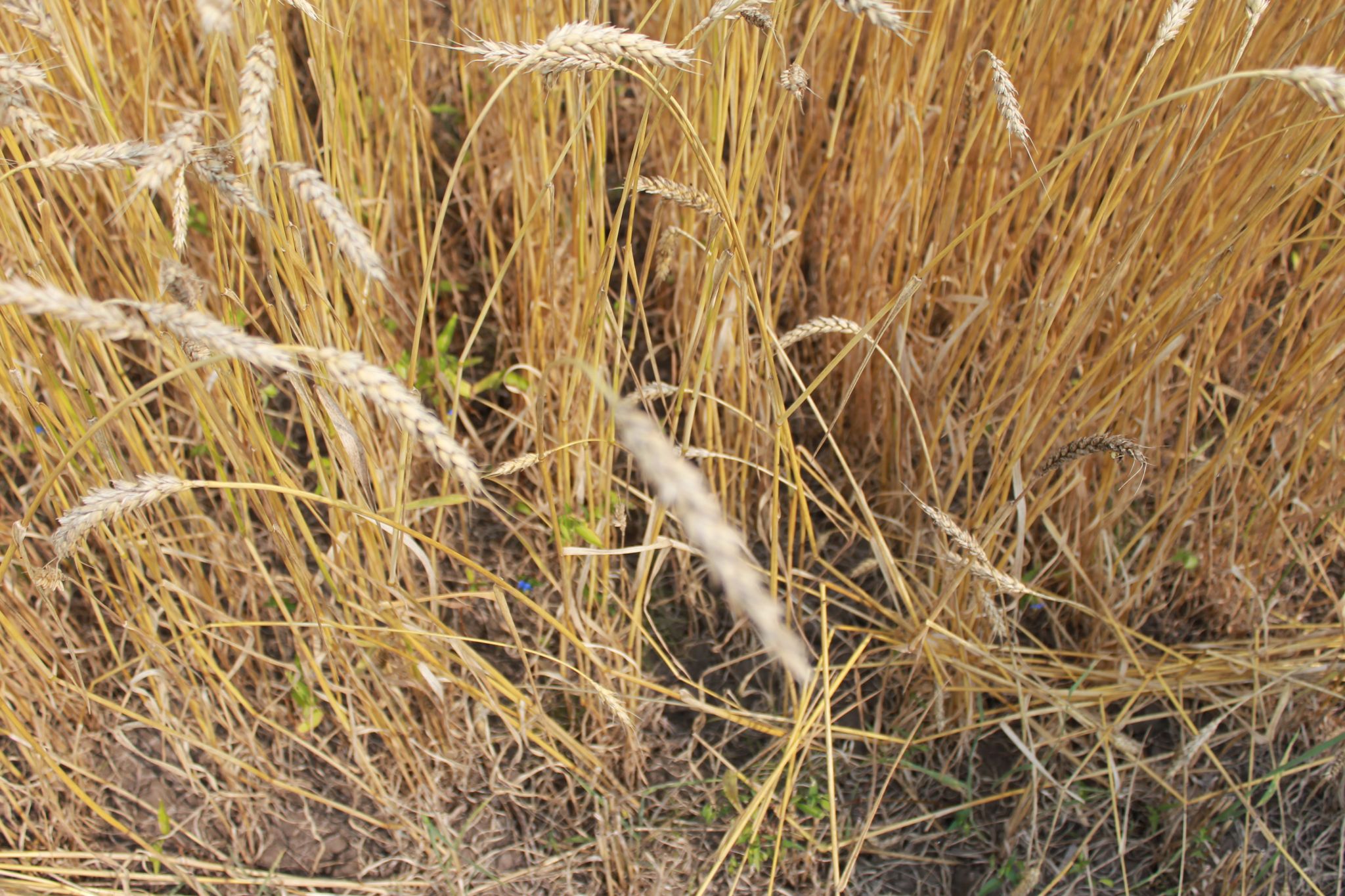 К уборке зерновых культур приступили аграрии Благовещенского округа