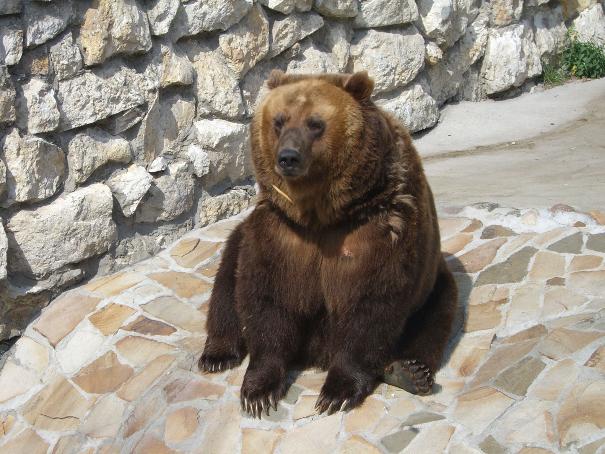 Охоту на медведей, волков и кабанов открыли в Приамурье