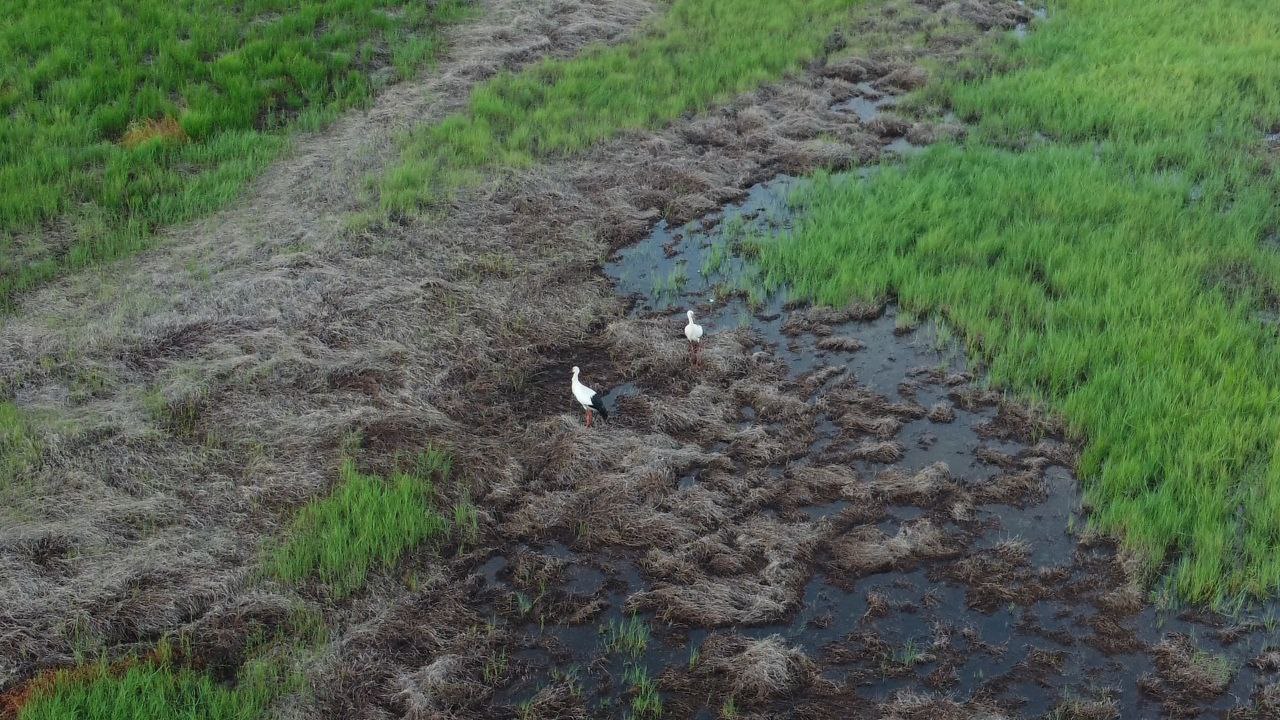 Дальневосточные аисты перебираются на север Амурской области