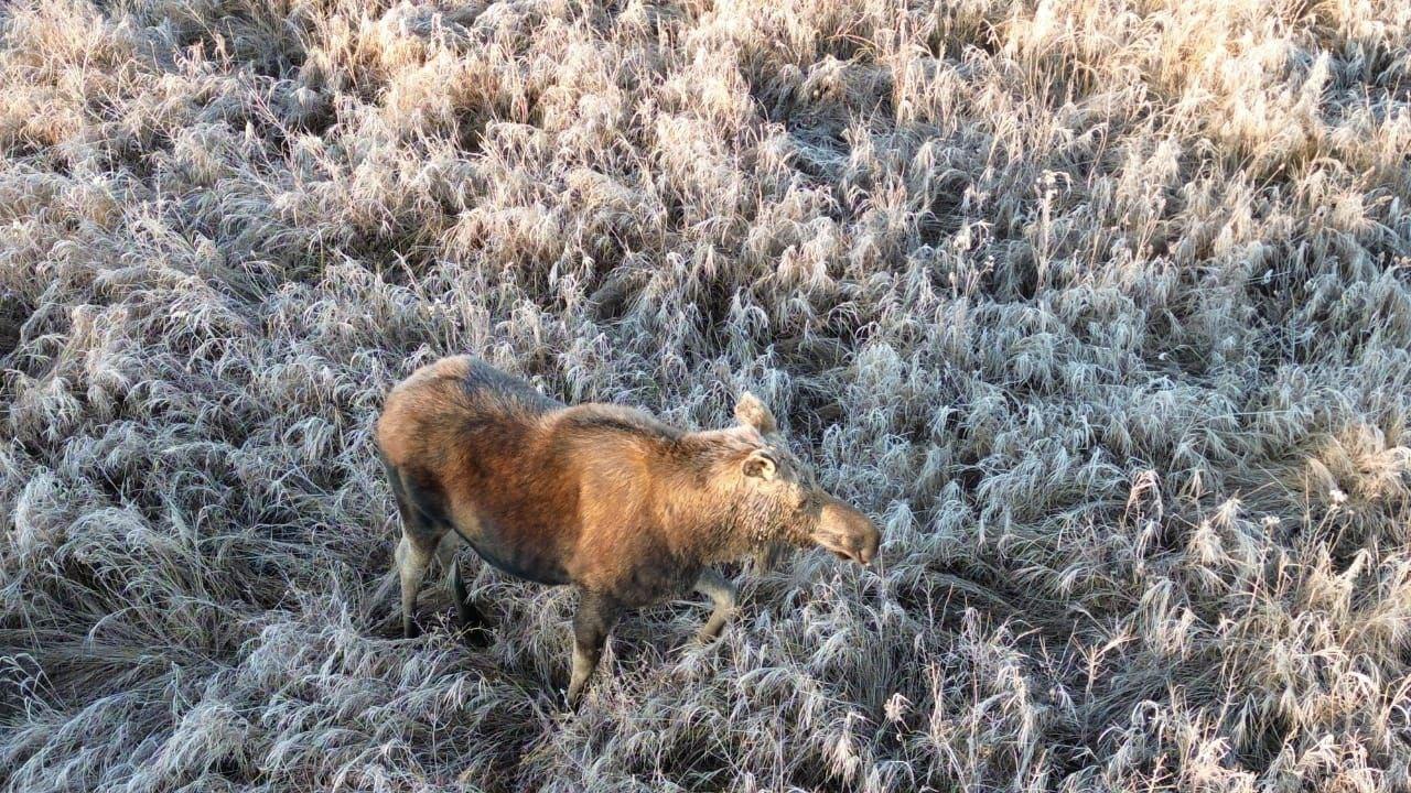 Может застыть надолго: особенность лосей назвали в Приамурье