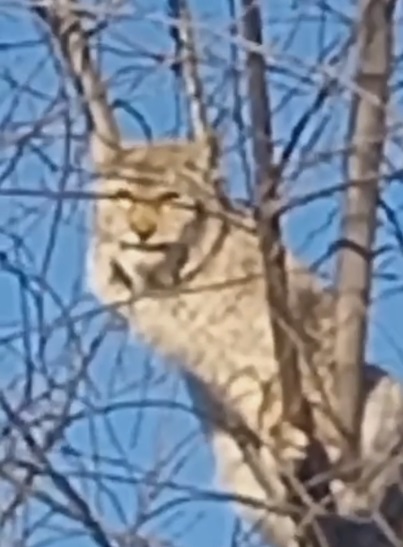 Самец рыси отдохнул на дереве в городе Зее