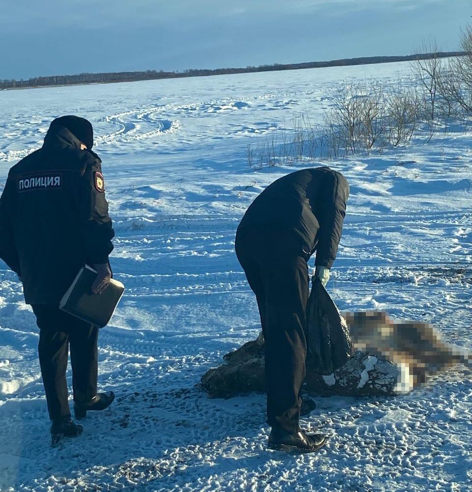 Браконьеры воспользовались уязвимостью косуль в Амурской области