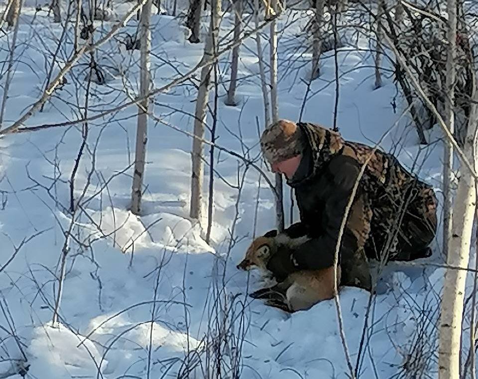 Туристы спасли из охотничьей петли лису вблизи Благовещенска