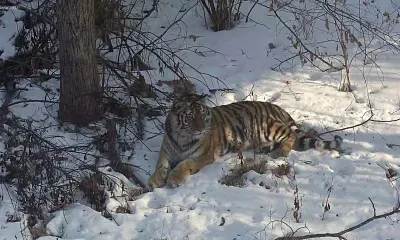 Новую тигрицу могут выпустить в Амурской области