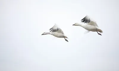 Сезон охоты на гусей открыт на юге Амурской области 