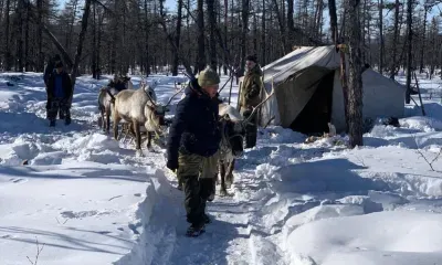 Северных оленей в обязательном порядке промаркируют в Приамурье 