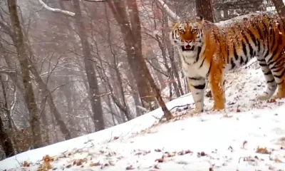 Материнский зов тигрицы впервые попал на видео в Приморье