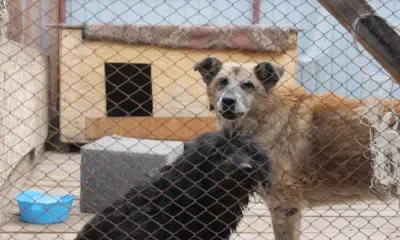 Алабай с ошейником напал на шестерых детей в Улан-Удэ