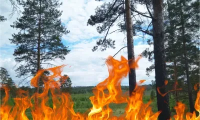 Виновника двух крупных природных пожаров ищет полиция в Амурской области