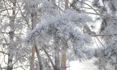 Морозный и бесснежный декабрь спрогнозировали россиянам синоптики