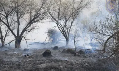 Природный пожар устроил ребенок, решив взорвать зажигалку