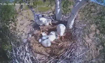 Аистята делают первые шаги в заказнике Амурской области