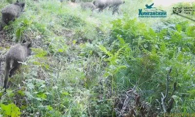 Стая кабанов попала на фотоловушку в Архаринском округе