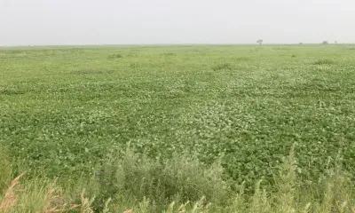 Опасные для человека гельминты обнаружили в почве в Приамурье