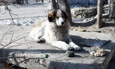 В приюты Приамурья в этом году попали 1900 бездомных собак