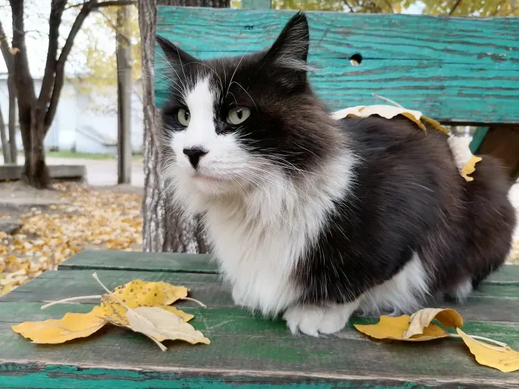 Котов нашли в квартире бывшей амурчанки, скончавшейся рядом с дочерью