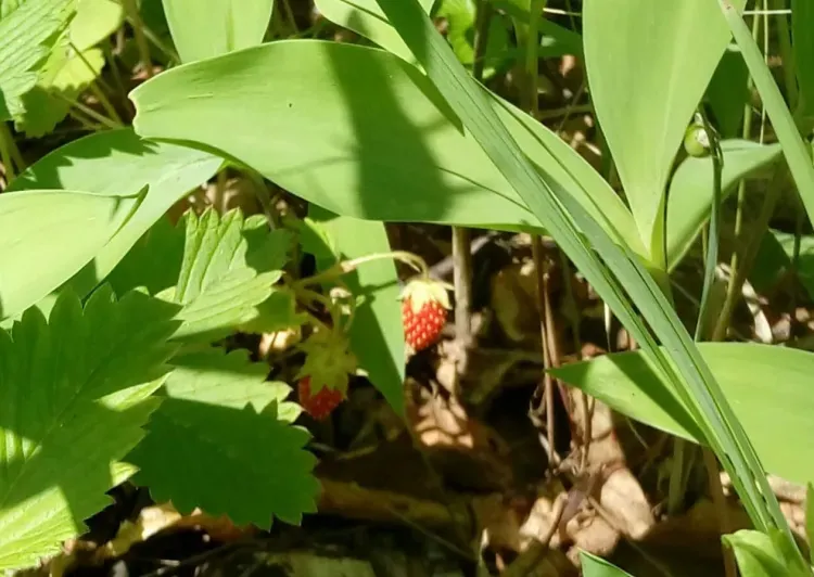 Давид Земляничник отмечается 9 июля