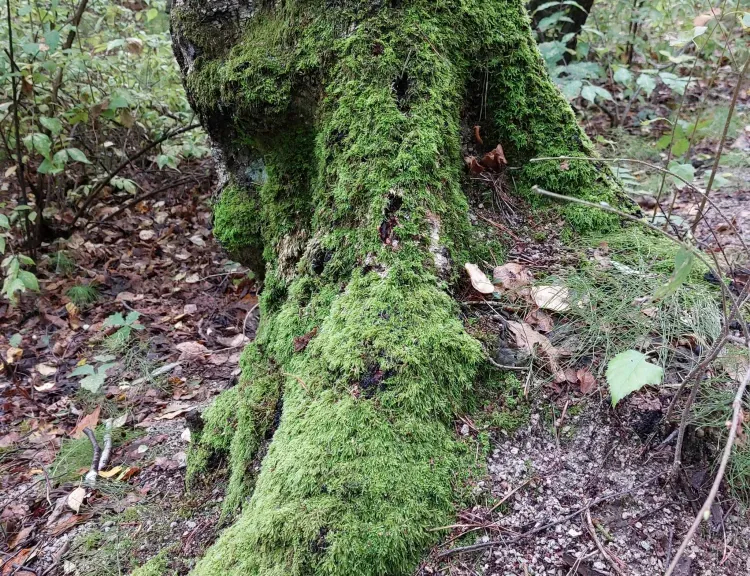 Спас Нерукотворный отмечается 29 августа