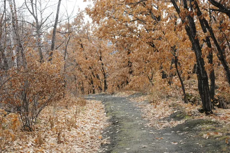 13 октября отмечается Михаил Соломенный