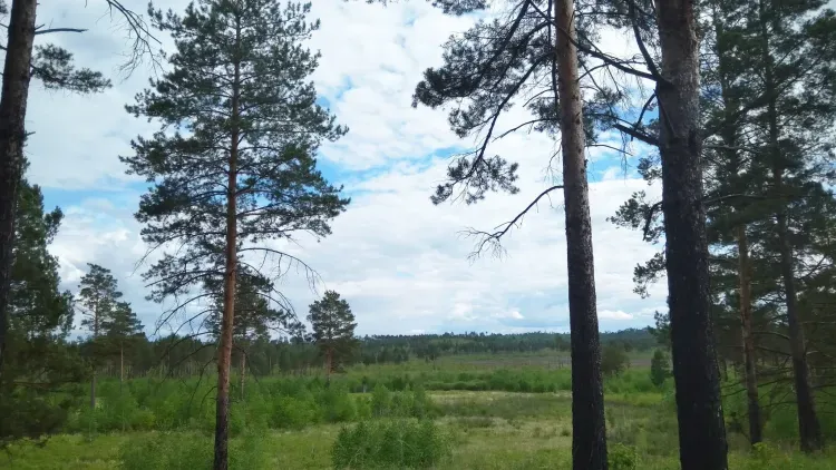 Клещи проснулись на Дальнем Востоке