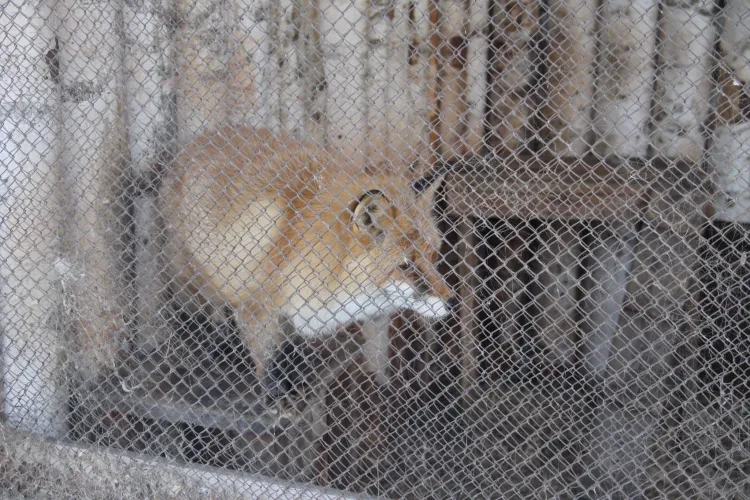 Мартын Лисогон отмечается 27 апреля