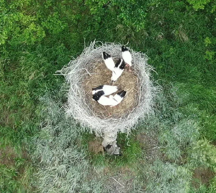 Многодетную семью аистов с шестью птенцами заметили в Амурской области