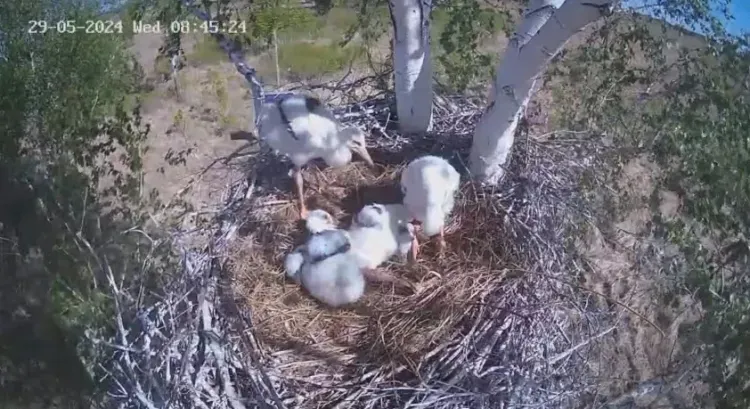 Аистята делают первые шаги в заказнике Амурской области