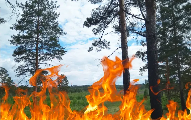 Спецпоезда тушили лесной пожар в Тындинском округе