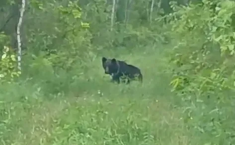 Медведи разорили пасеку и "наследили" в огороде амурчан 