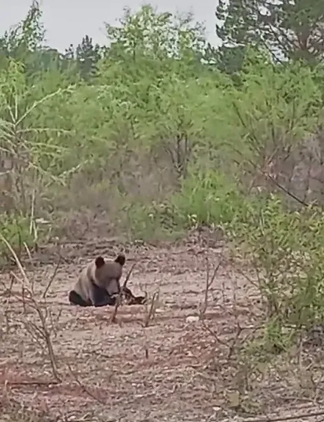 Семья медведей поела черемухи на базе отдыха в Приамурье