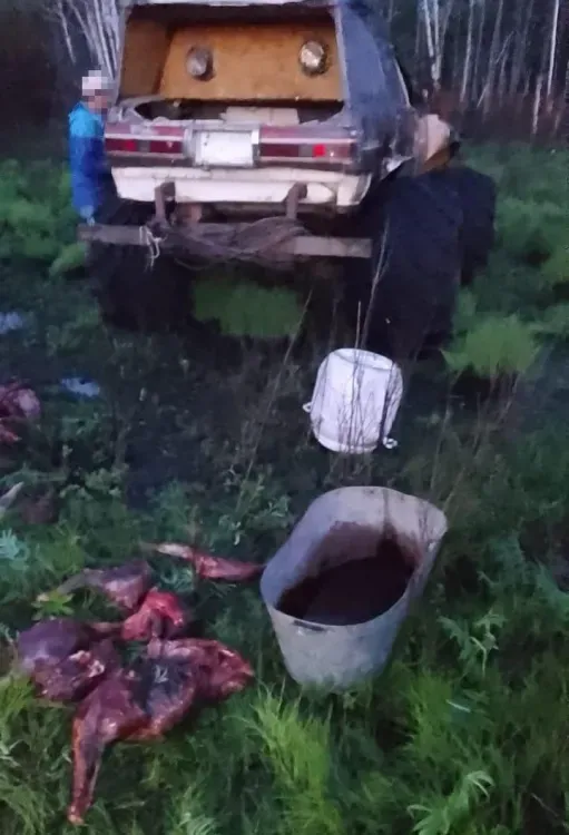 Браконьеры застряли в болоте, пытаясь скрыться от охотнадзора