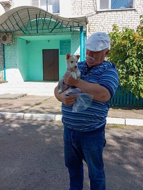 Корм и щенков передали амурчанам, собаки которых стали добычей тигрицы