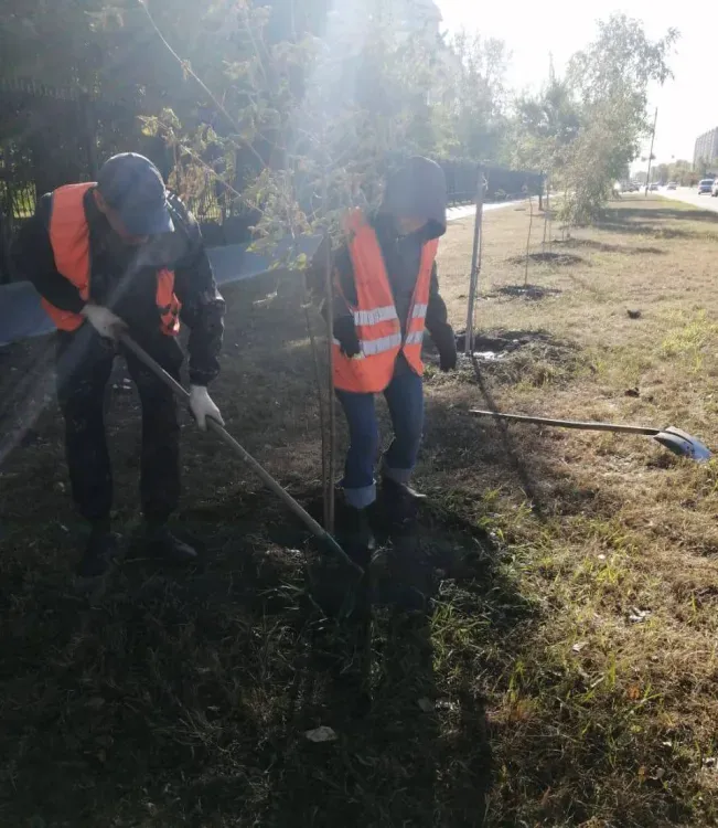Больше 120 деревьев поселились на улицах Благовещенска