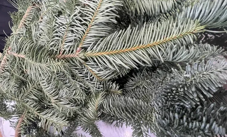 Нобилис, розы и эустомы из Китая проверил Россельхознадзор