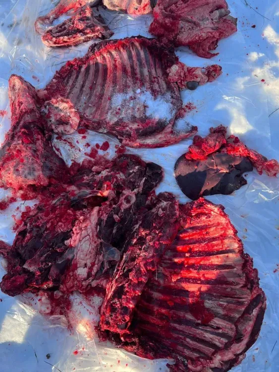 Скрыть добычу от охотнадзора не получилось у браконьера