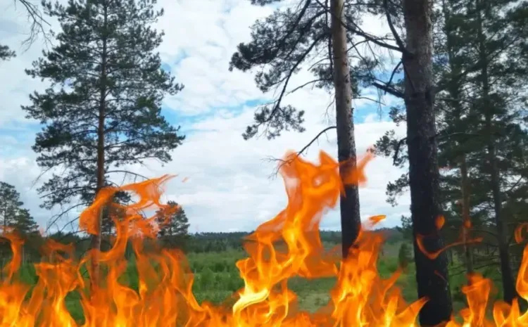 Предельную площадь лесных пожаров определили в России